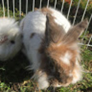 Meet your Posher, Grace